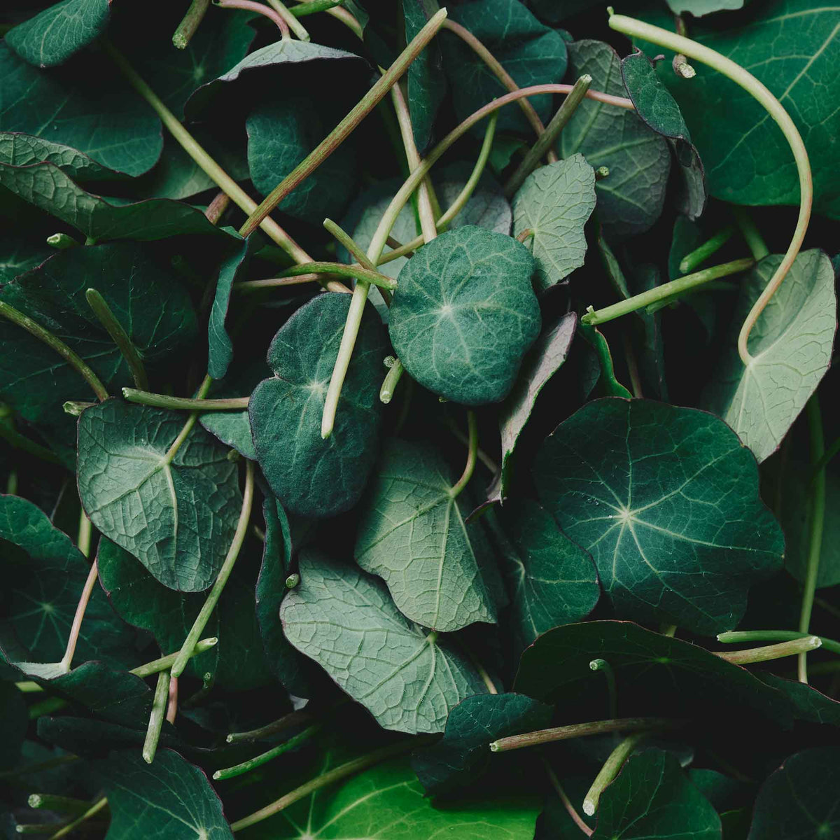 Organic Blue Pepe Nasturtium