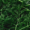 Organic Dill