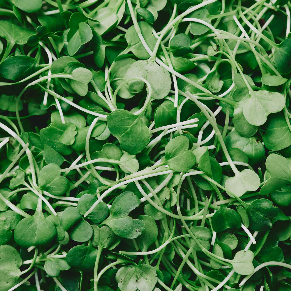 Organic Daikon