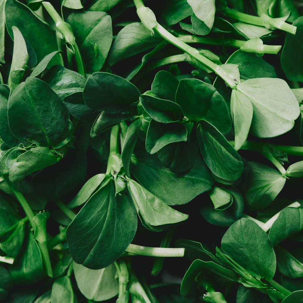 Organic Fava Shoots