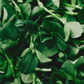 Organic Fava Shoots