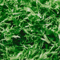 Organic Frisee Leaves