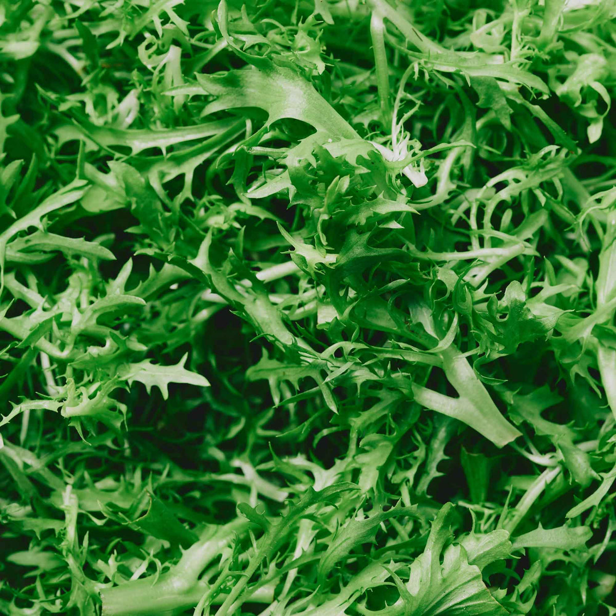 Organic Frisee Leaves