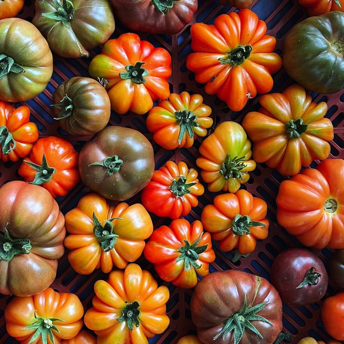 Organic Heirloom Tomatoes