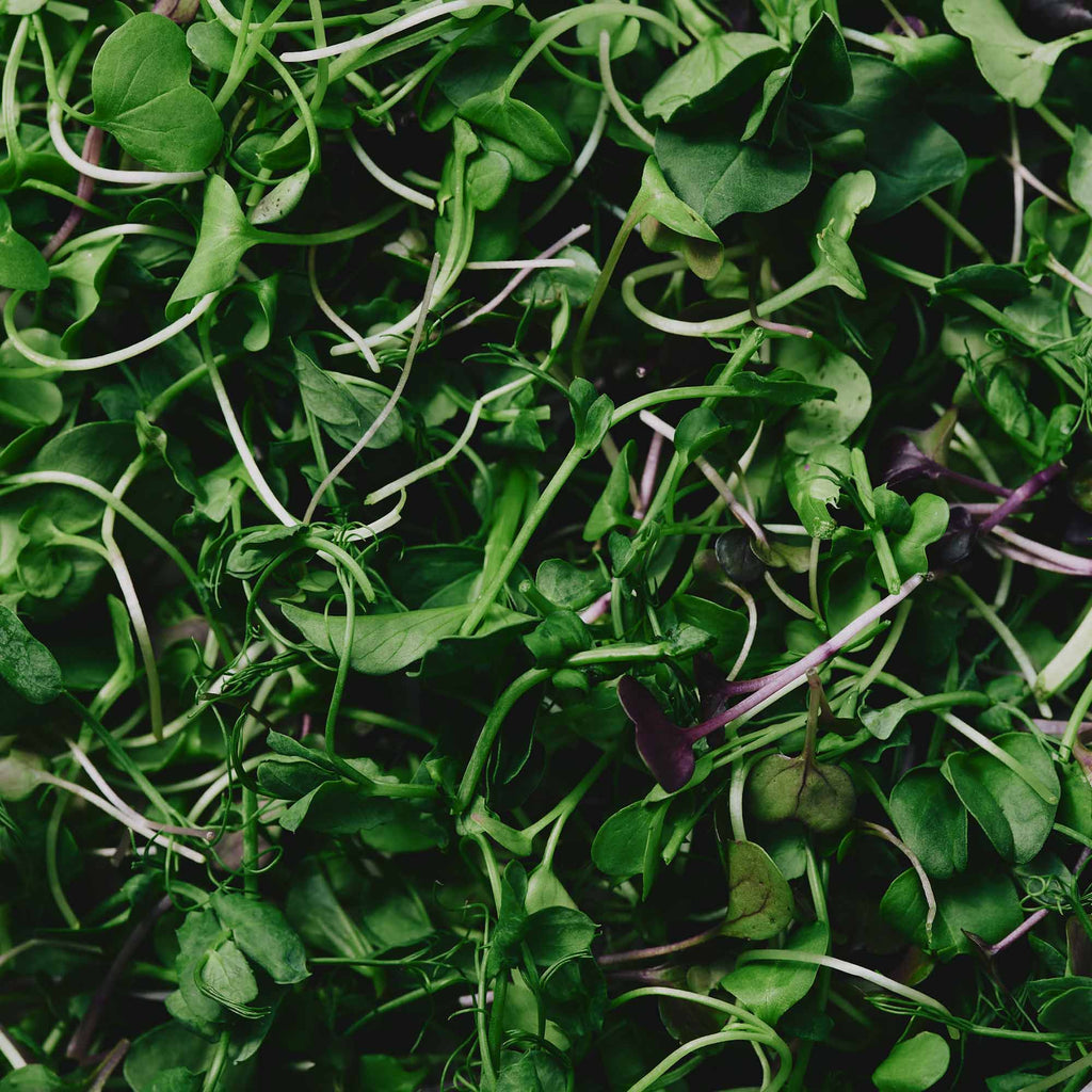 Organic Sprout Mix