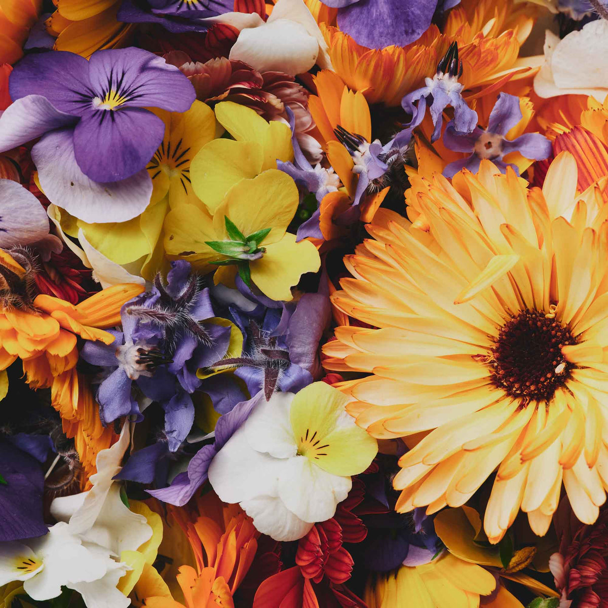 Organic Edible Flowers