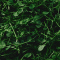Organic Pea Shoots