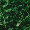 Organic Pea Shoots