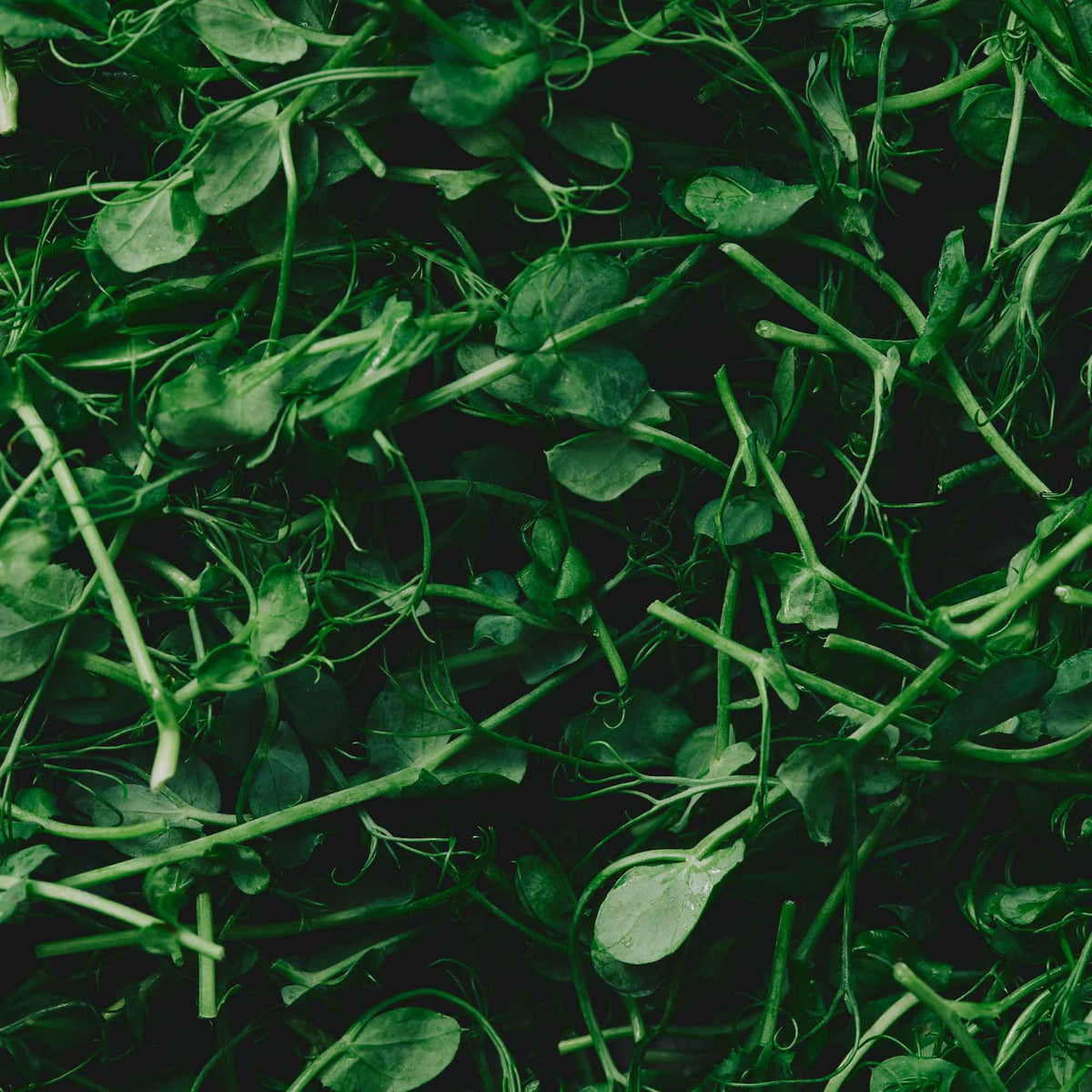 Organic Pea Shoots