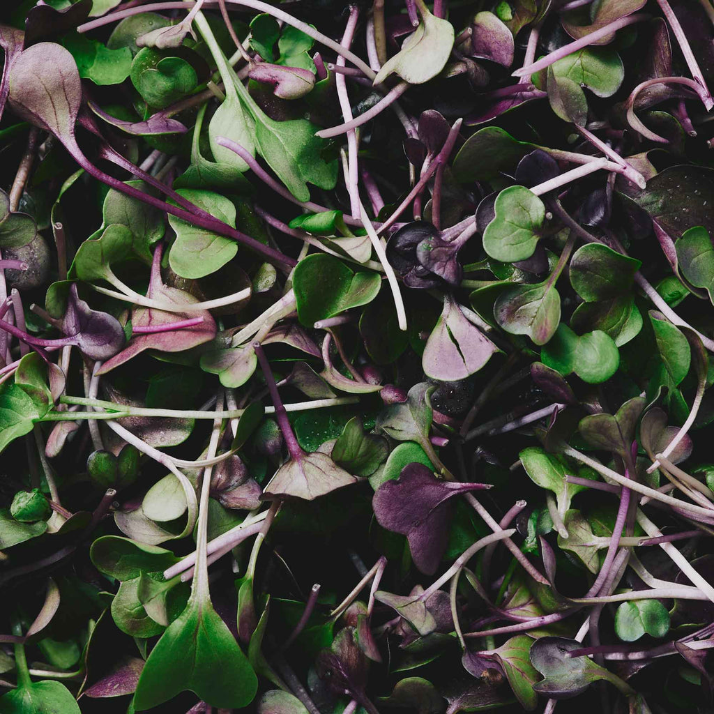 Organic Purple Haze Radish