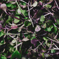 Organic Purple Haze Radish