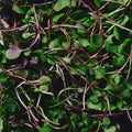 Organic Rainbow Mix