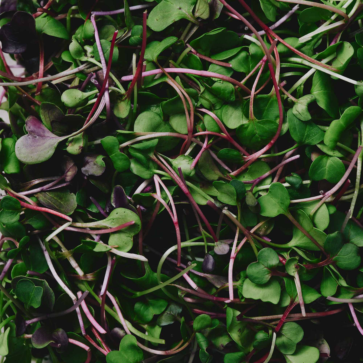 Organic Rainbow Mix