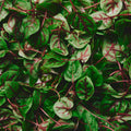 Micro Sorrel Red Vein