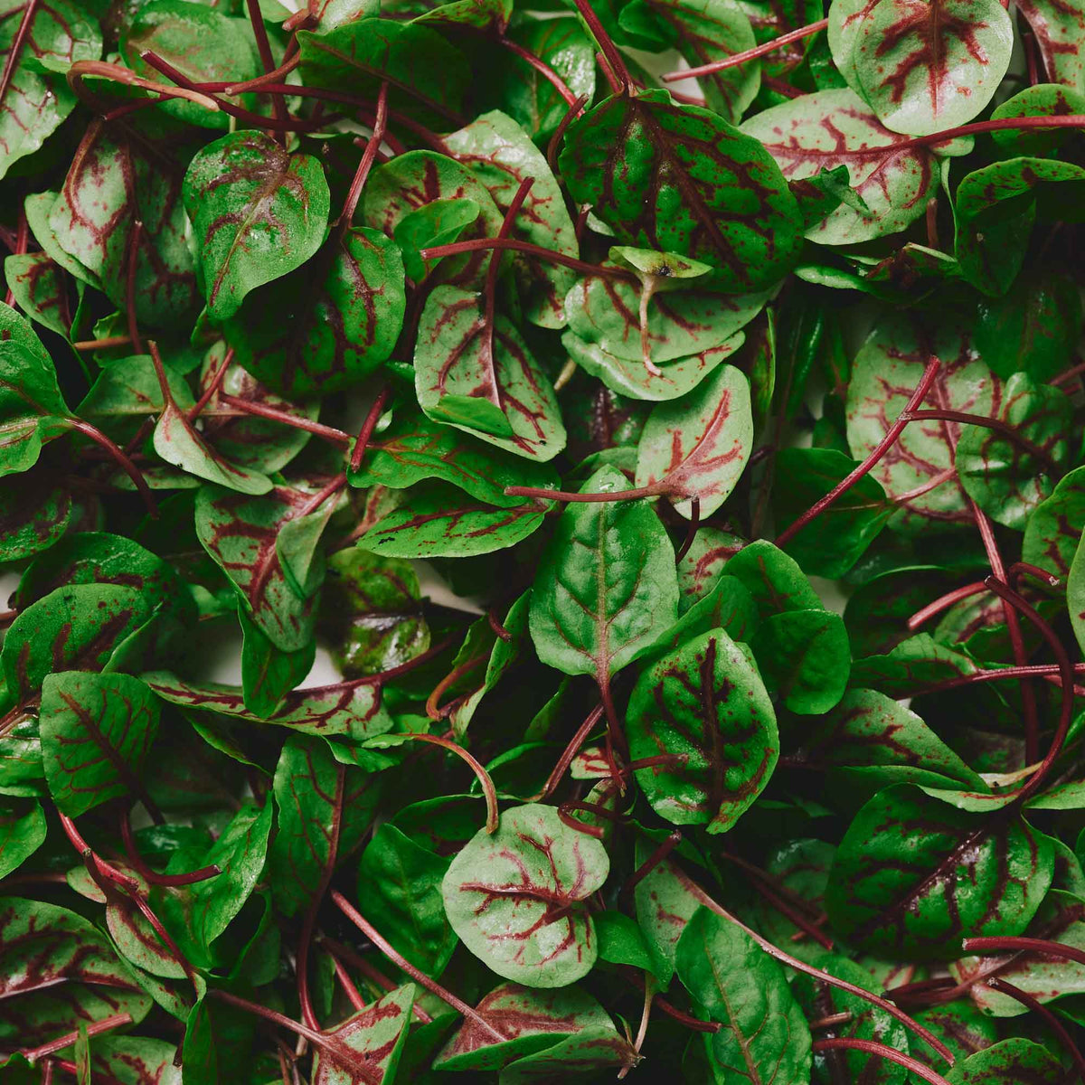Micro Sorrel Red Vein