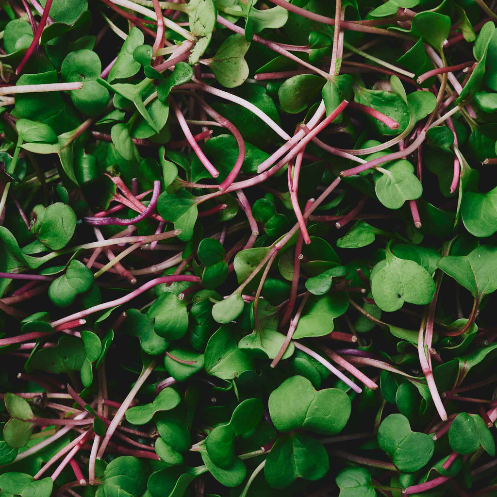 Organic Rose Radish