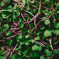 Organic Rose Radish