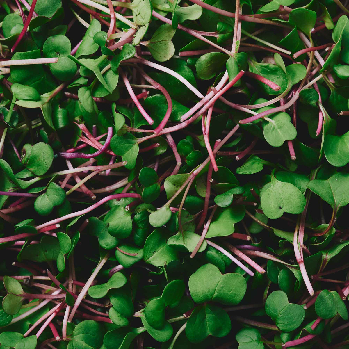 Organic Rose Radish