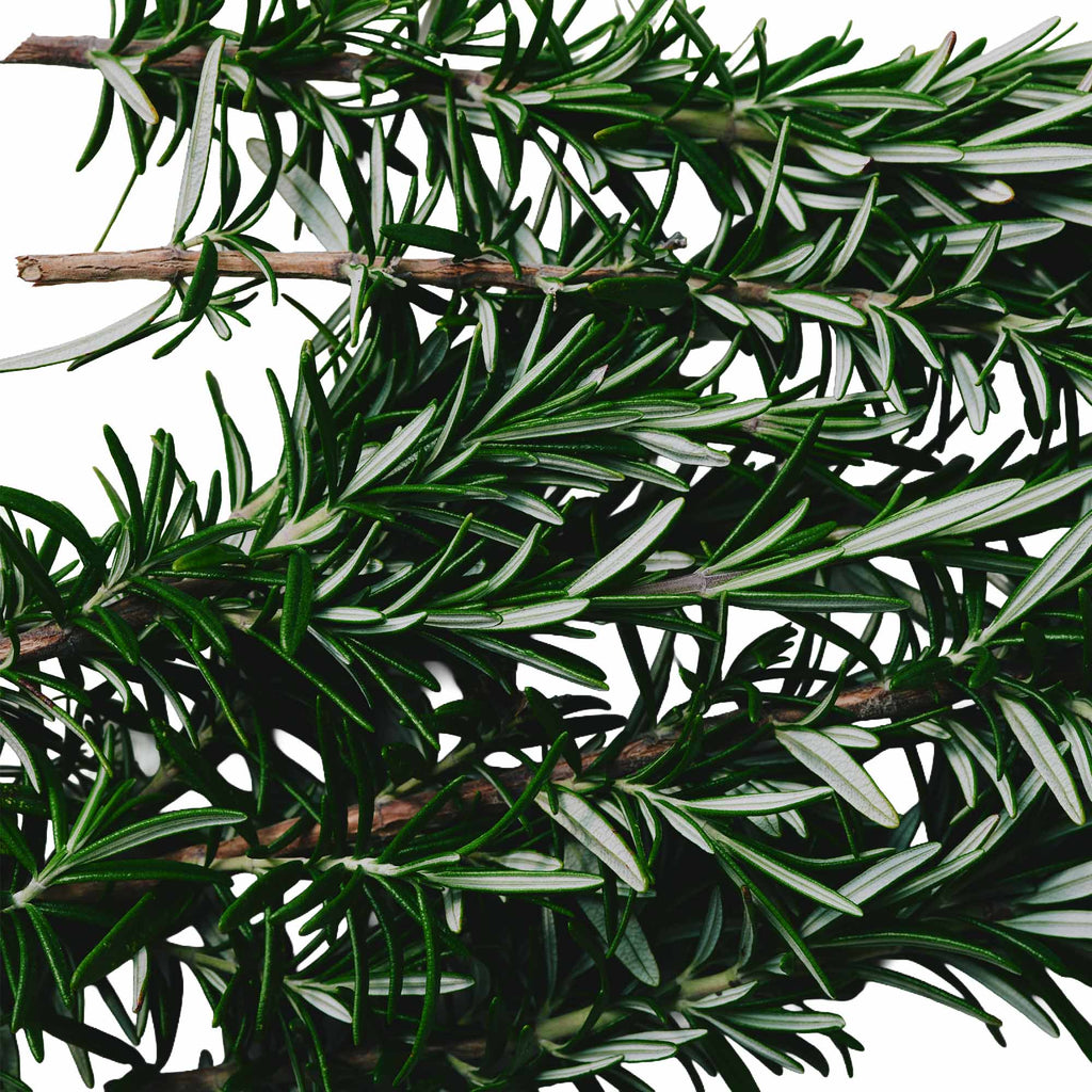 Organic Rosemary