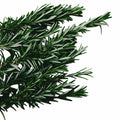 Organic Rosemary