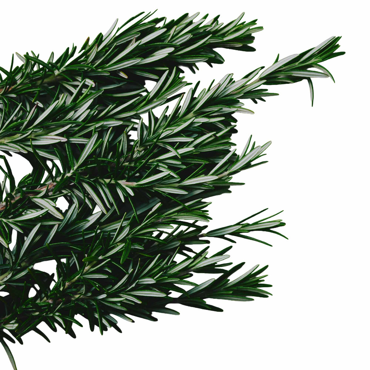 Organic Rosemary