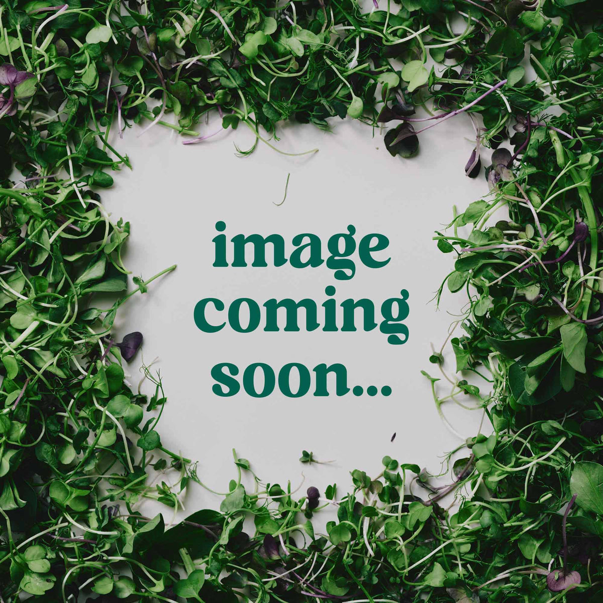 Organic Italian Parsley
